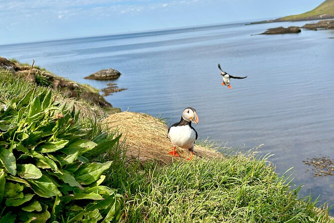 1 Hour Iceland Nature and Wildlife RIB Small Group Guided Safari - Who will enjoy this trip most
