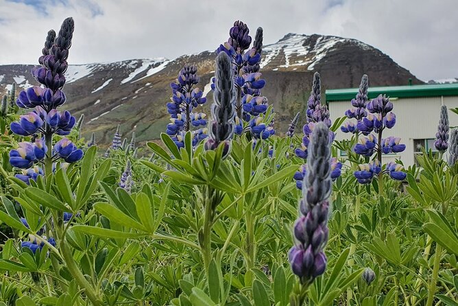 1-Hour Siglufjörður Stroll - What the one-hour format gives you