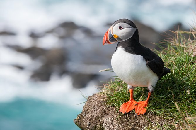 1-Hour Small Group Sightseeing Boat Tour in Vestmannaeyjar - A fast introduction to Vestmannaeyjar by RIB