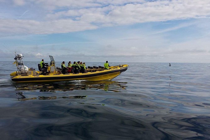 1-Hour Small Group Sightseeing Boat Tour in Vestmannaeyjar - Why the guide makes a difference