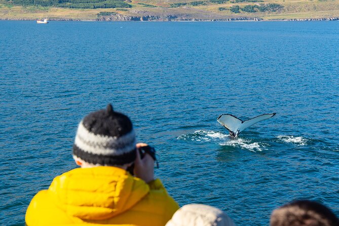 100% Whale Watching - Other wildlife you might spot