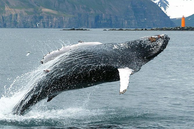 100% Whale Watching - Price and value at $90
