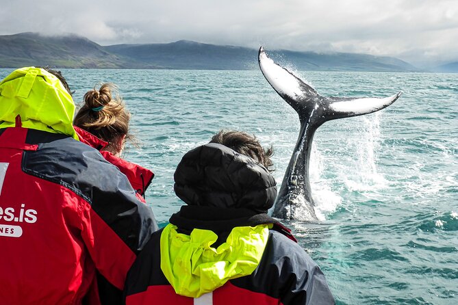100% Whale Watching - The boat ride into Eyjafjordur