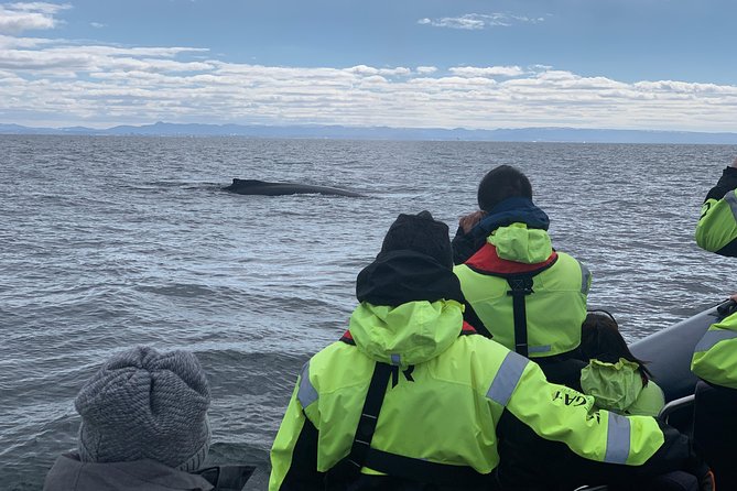 2-Hour RIB Boat Whale Watching Tour from Reykjavik - Why this RIB tour feels different from a standard whale cruise