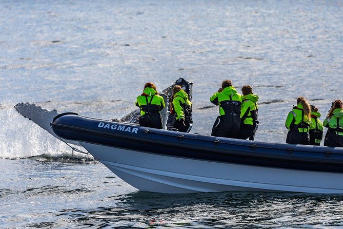2-Hour RIB Boat Whale Watching Tour from Reykjavik - Searching for humpback whales, minke whales, and dolphins