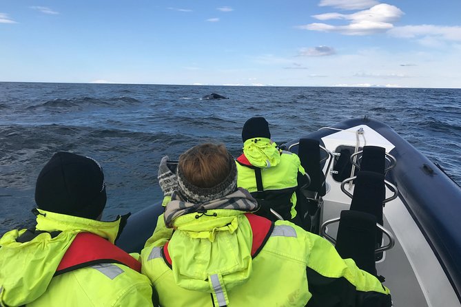 2-Hour RIB Boat Whale Watching Tour from Reykjavik - Stopping at Akurey, Reykjavik’s puffin island