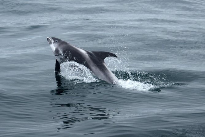 2-Hour RIB Boat Whale Watching Tour from Reykjavik - Who should book this boat?