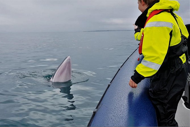 2-Hour RIB Boat Whale Watching Tour from Reykjavik - Checking in at Reykjavik’s Old Harbour