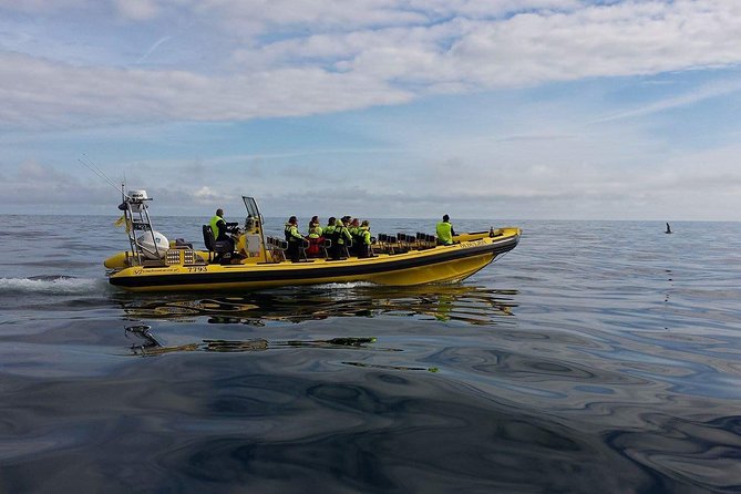 2 hour Round Trip in Vestmannaeyjar on a RIB Boat - Puffins, gannets, and the search for whales