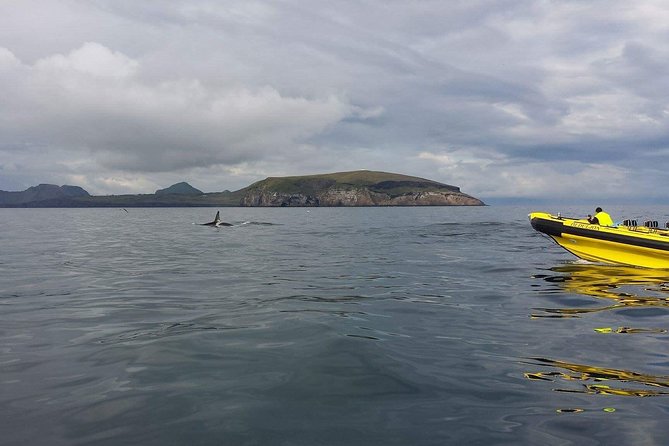 2 hour Round Trip in Vestmannaeyjar on a RIB Boat - Is $247.39 a fair price?