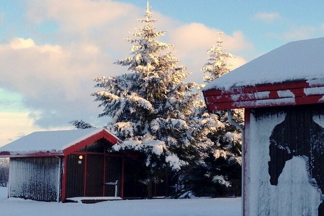 5-Days Land of Northern Lights Tour from Reykjavík - Day 4: horses, hot springs, and Iceland’s Golden Circle