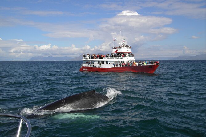 6 Day Iceland Ring Road Highlights Tour With Accommodation - Who should book this Iceland trip?