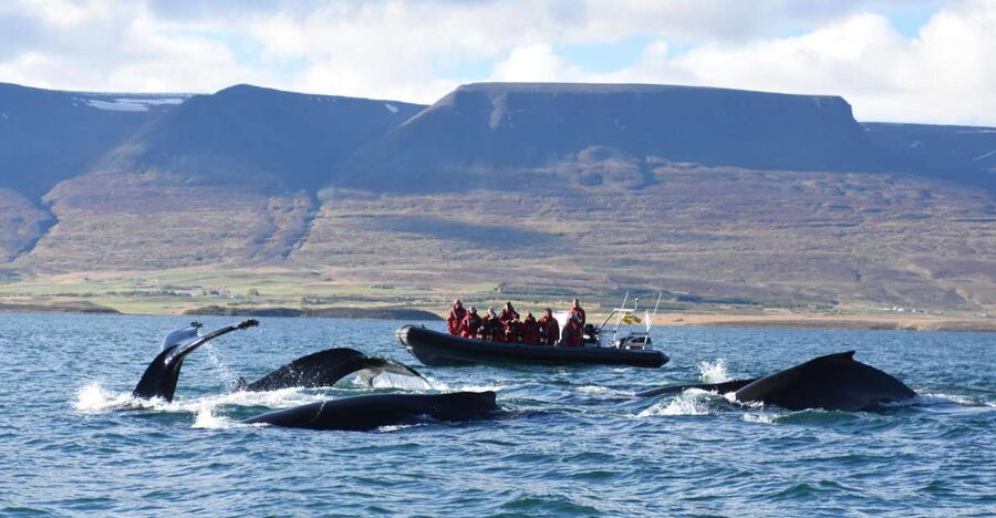 Akureyri: 2-Hour Whale Watching Express by RIB Speedboat - Key points to know before you book