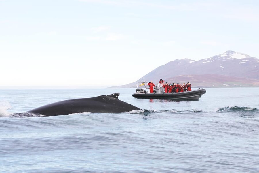 Akureyri: 2-Hour Whale Watching Express by RIB Speedboat - Why the RIB changes whale watching in the Eyjafjord