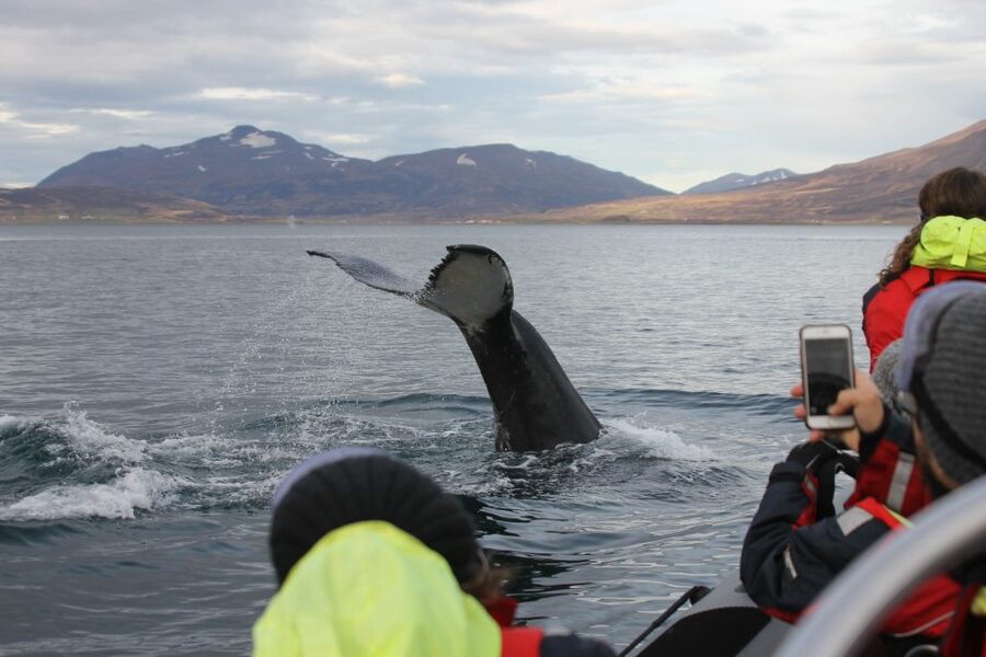 Akureyri: 2-Hour Whale Watching Express by RIB Speedboat - The two-hour search for humpback whales