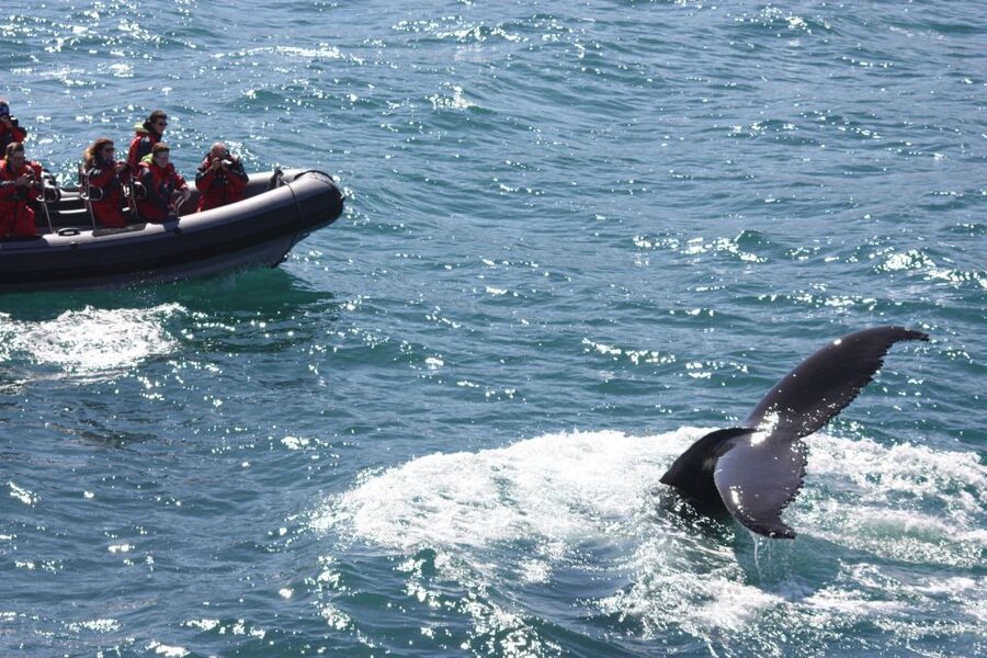 Akureyri: 2-Hour Whale Watching Express by RIB Speedboat - What the ride feels like in real conditions