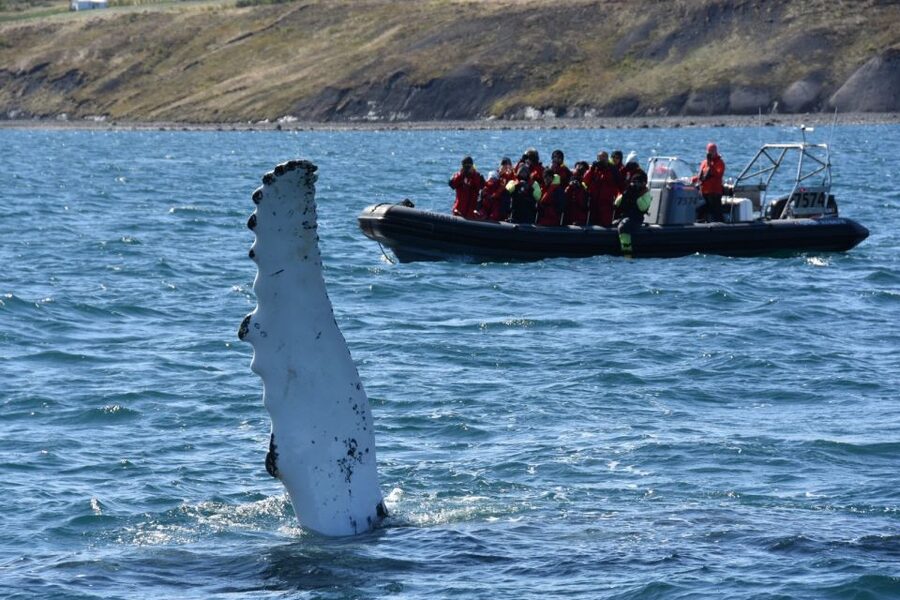 Akureyri: 2-Hour Whale Watching Express by RIB Speedboat - Who should choose this Akureyri whale tour?