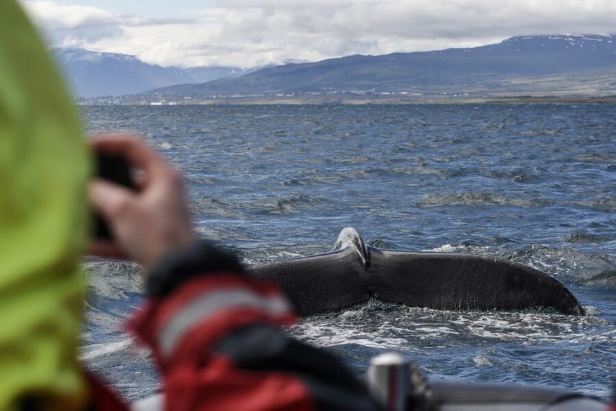 Akureyri: 2-Hour Whale Watching Express by RIB Speedboat - From the floating pier to open water