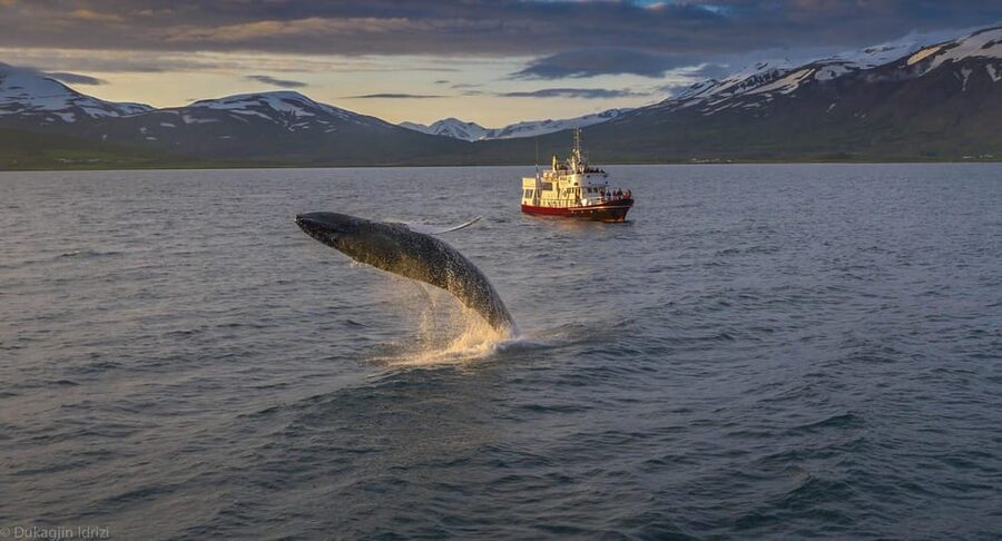 Akureyri: 3-Hour Classic Whale Watching Tour by Ship - Key points to know before you book