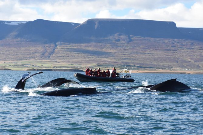 Akureyri Express Whale Watching by RIB boat - Starting at Akureyri’s central pier