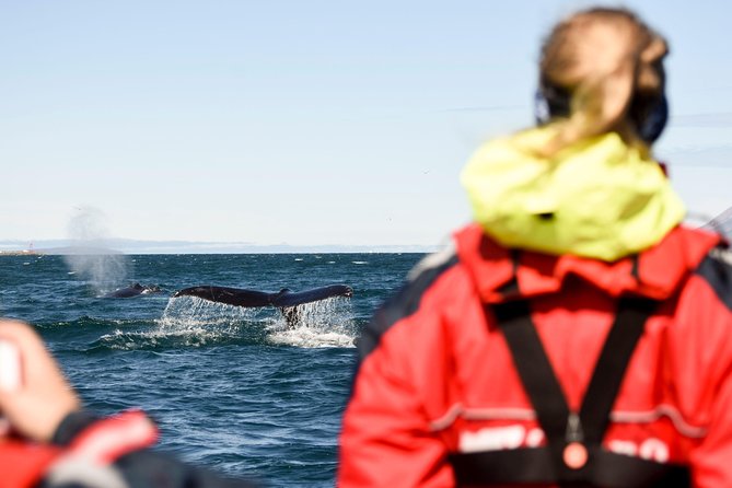 Akureyri Express Whale Watching by RIB boat - Finding whales in the fjord