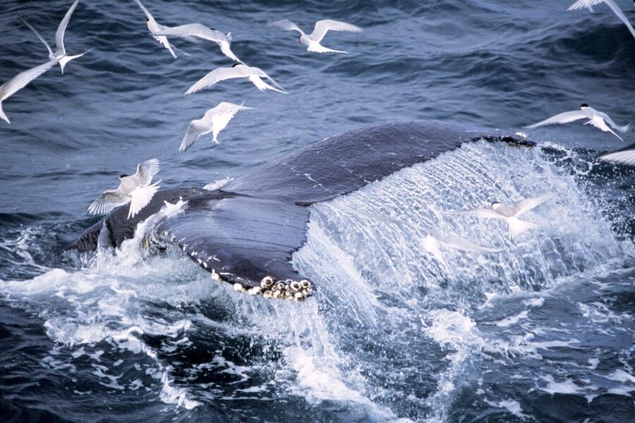 Akureyri: Whale Watching in the Midnight Sun - Should you book the Akureyri midnight sun cruise?