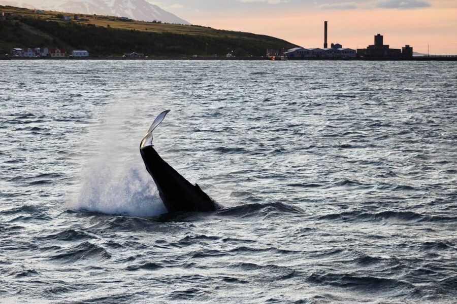 Akureyri: Whale Watching in the Midnight Sun - Meeting humpbacks in the midnight sun