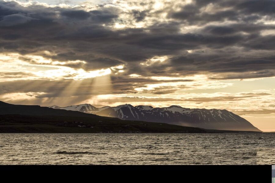 Akureyri: Whale Watching in the Midnight Sun - The guide’s role and the wildlife lesson
