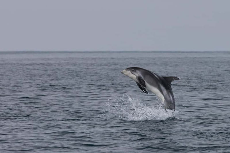 Akureyri: Whale Watching Shore Excursions - Key points to know before sailing