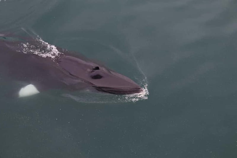 Akureyri: Whale Watching Shore Excursions - The guides make the sightings easier to understand