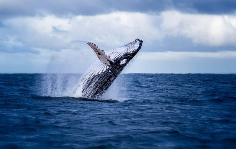 Akureyri: Whale Watching Shore Excursions - Watching humpback whales in their own waters