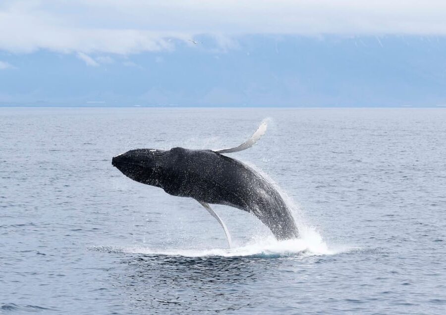 Akureyri: Whale Watching Tour & Forest Lagoon Entrance - Reading the whale-watching conditions