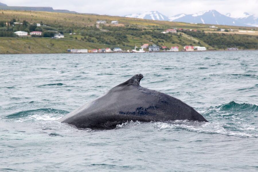 Árskógssandur: Whale-Watching Boat Trip - Boarding the traditional oak boat