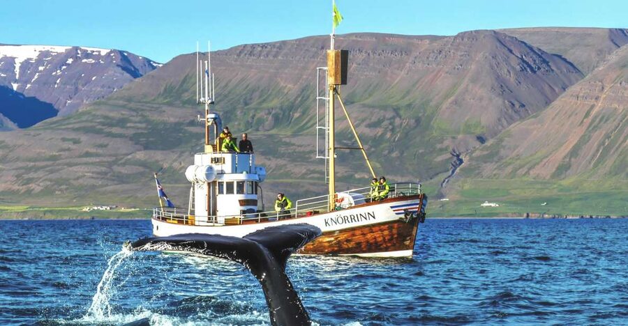 Árskógssandur: Whale-Watching Boat Trip - Humpback whales, dolphins, and seabirds
