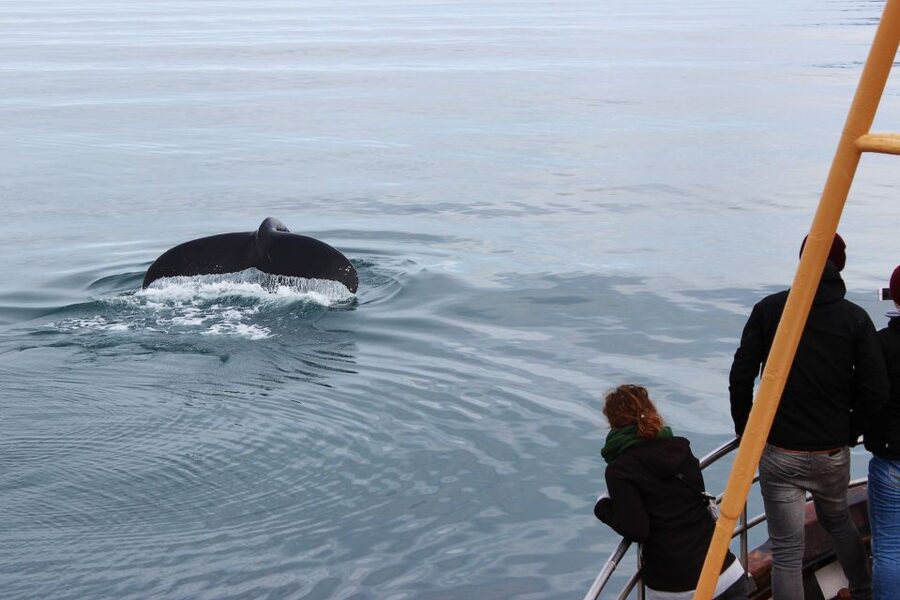 Árskógssandur: Whale-Watching Boat Trip - The hot chocolate and cinnamon bun