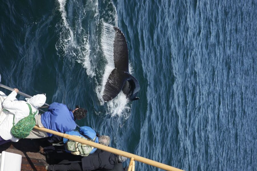 Árskógssandur: Whale-Watching Boat Trip - Who should choose this trip