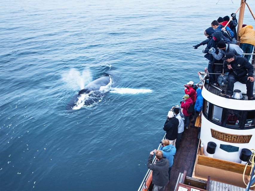Árskógssandur: Whale-Watching Boat Trip - Should you book the Árskógssandur whale trip?