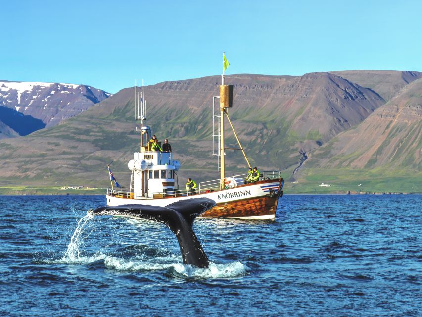 Árskógssandur: Whale-Watching Boat Trip - Two and a half hours on Eyjafjörður