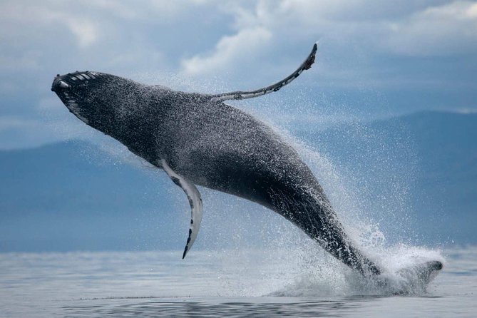 ATV & Whale Watching Full day adventure in Reykjavik - Pickup from Reykjavik and the morning start