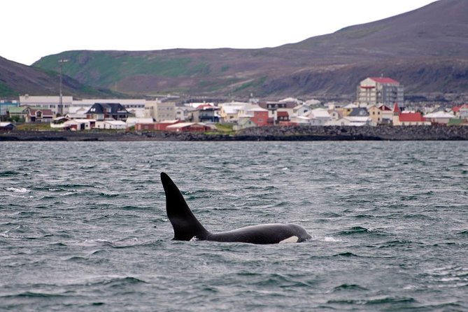 ATV & Whale Watching Full day adventure in Reykjavik - What makes the Ulfarsfell viewpoint special