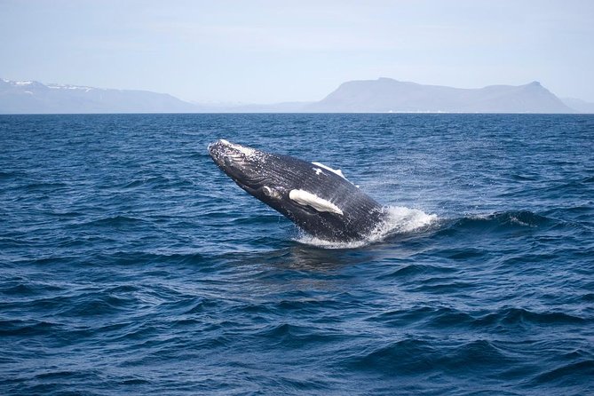 ATV & Whale Watching Full day adventure in Reykjavik - Lunch in Reykjavik’s old harbor
