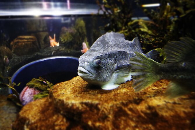 Beluga and Puffin Sanctuary Visitor Centre with Aquarium - Key points at a glance