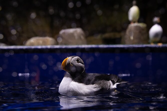 Beluga and Puffin Sanctuary Visitor Centre with Aquarium - Why the beluga sanctuary is the main event