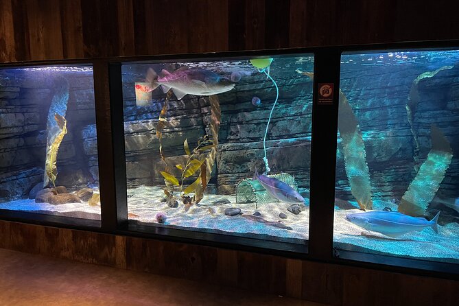 Beluga and Puffin Sanctuary Visitor Centre with Aquarium - What a 40-minute visit feels like