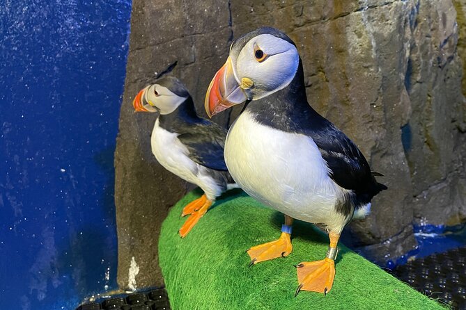 Beluga and Puffin Sanctuary Visitor Centre with Aquarium - A compact aquarium focused on Icelandic sea life
