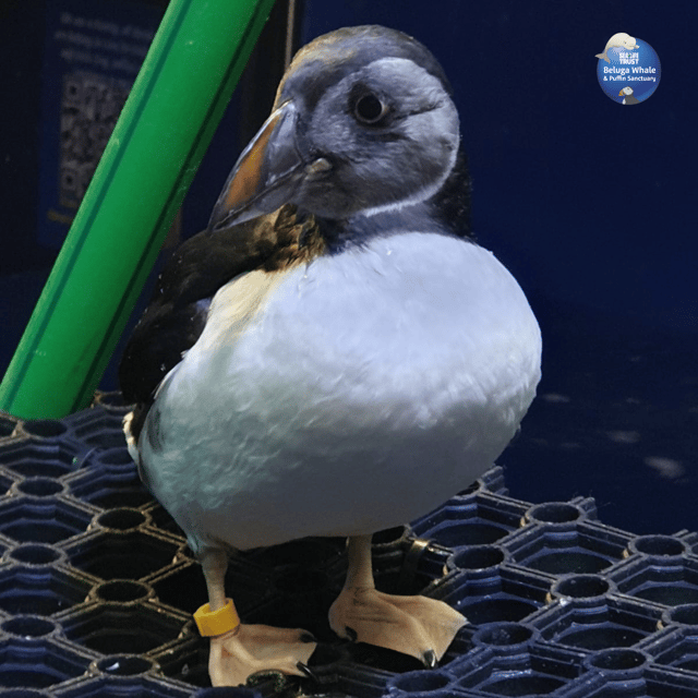 Beluga Whale Sanctuary - Admissions - The visitor centre explains the whales’ journey