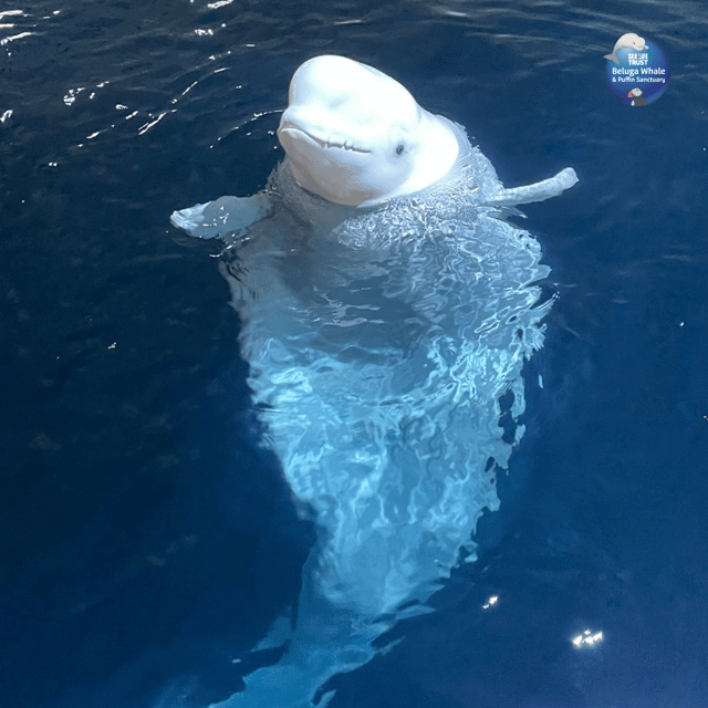 Beluga Whale Sanctuary - Admissions - Puffin rescue work may be the most moving part