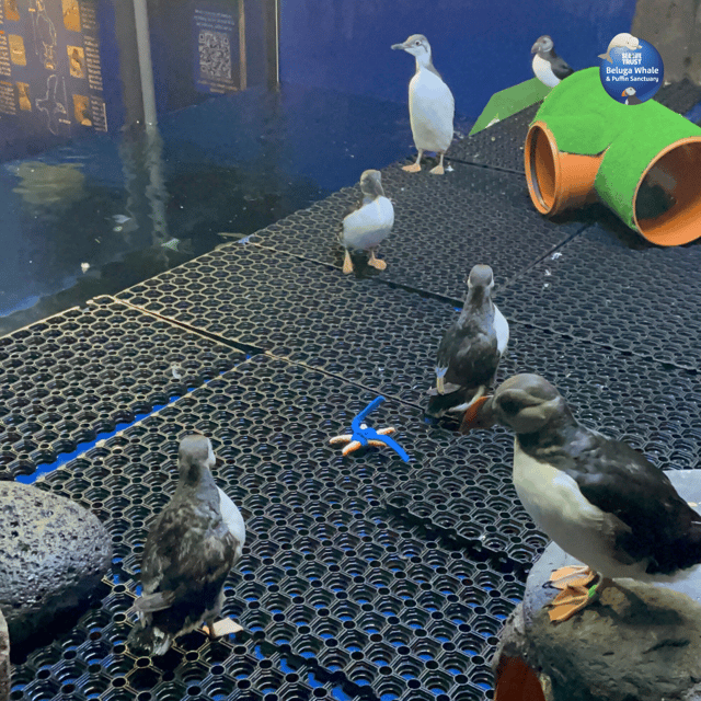 Beluga Whale Sanctuary - Admissions - The native species aquarium adds local context