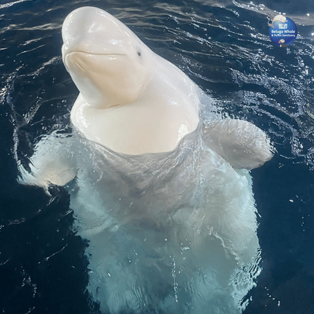 Beluga Whale Sanctuary - Admissions - Tips for a smoother visit