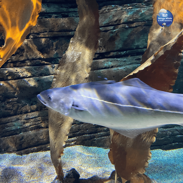 Beluga Whale Sanctuary - Admissions - Meeting Little White and Little Grey